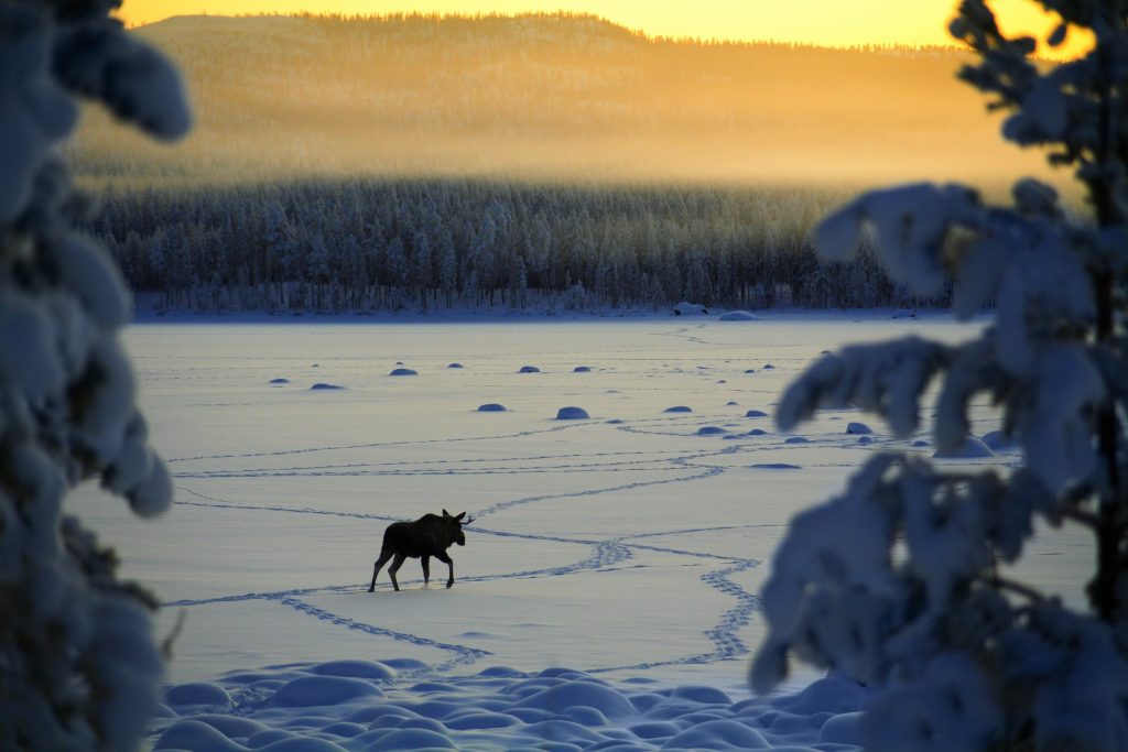 ap elk1